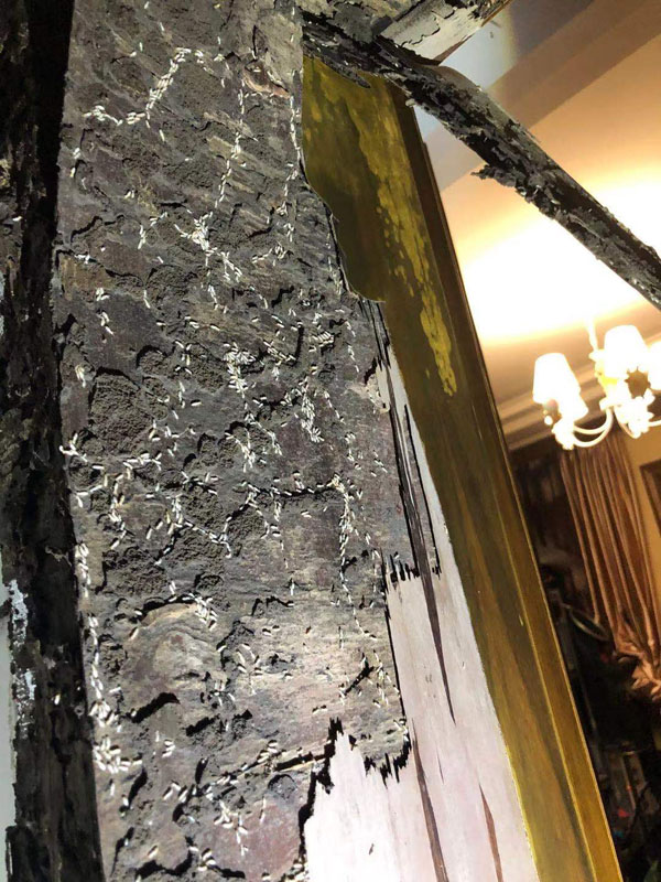 滅白蟻現場(圖4)